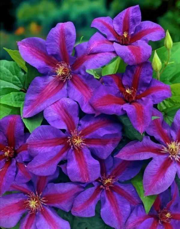 Clematis Mrs N Thompson Plant - 3-4 Inch Potted Vine - Flowering Clematis