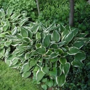 Hosta Super Pack Flower Bulbs Value Bag - 4 Bulbs Per Pack - Albomarginata