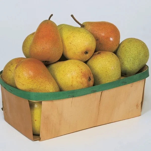 Colette Everbearing Pear Tree Live - 3 Feet Tall - Bigger Trunk