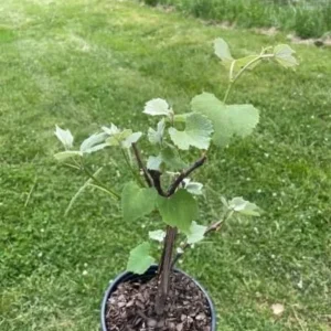 Concord Grape Vine Live Plant - 1 Gallon Potted Sweet Grape Plant