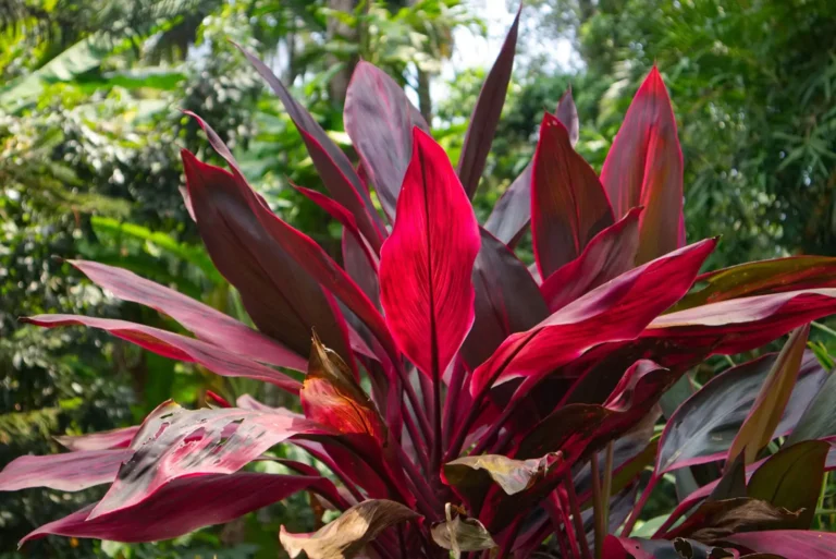 Cordyline (Ti Plant)
