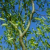 Corkscrew Willow Tree Bare Root - Curled Branch Tree - 1-2 Feet