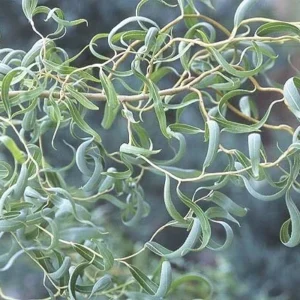 Corkscrew Willow Tree Bare Root - Curled Branch Tree - 1-2 Feet