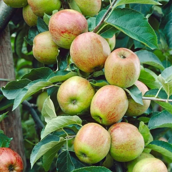 Cox's Orange Pippin Apple Tree Live Plant - 4-5 Ft Bare Root