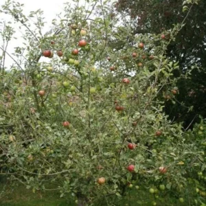 Cox's Orange Pippin Apple Tree Live Plant - 4-5 Ft Bare Root