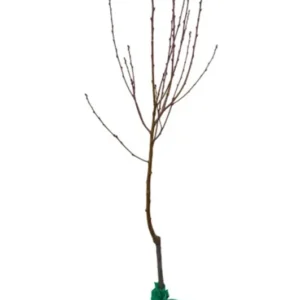 Cox's Orange Pippin Apple Tree Live Plant - 4-5 Ft Bare Root