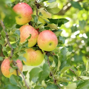 Cox's Orange Pippin Apple Tree Live Plant - 4-5 Ft Bare Root