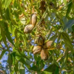 Creek Pecan Tree Live Bare Root - Edible Nut Tree - 3-4 ft Tall for Planting