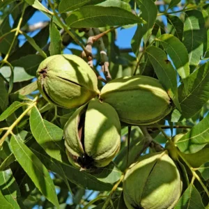 Creek Pecan Tree Live Bare Root - Edible Nut Tree - 3-4 ft Tall for Planting