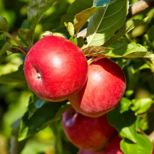 Crimson Crisp Apple Tree Bare Root - 2-3 ft Tall - Red Apples - Perennial