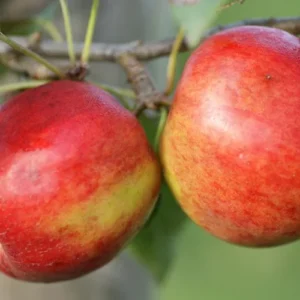Crimson Crisp Apple Tree Bare Root - 2-3 ft Tall - Red Apples - Perennial
