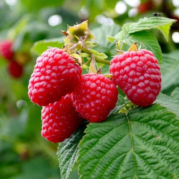 Crimson Night Raspberry Plant Live - 4 Inch Pot - Edible Berry Bush