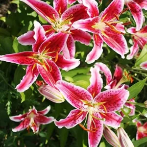 Stargazer Oriental Lily Flower Bulbs Value Pack (15 Pack of Bulbs) - Freshly Dug Flower Bulbs