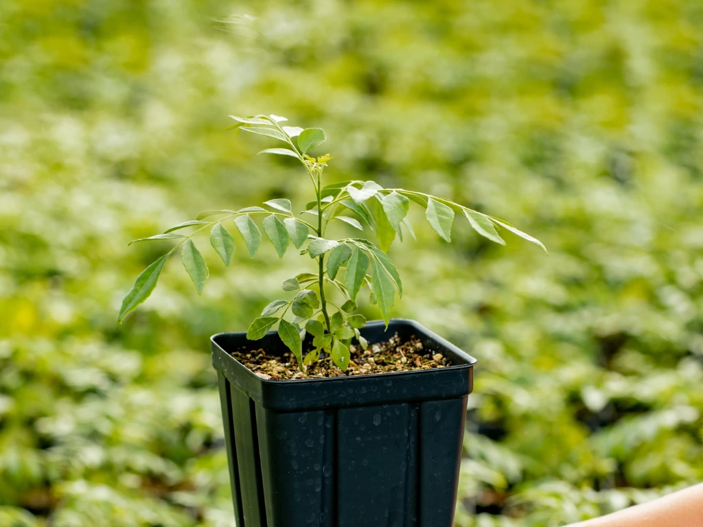 Curry leaf plant