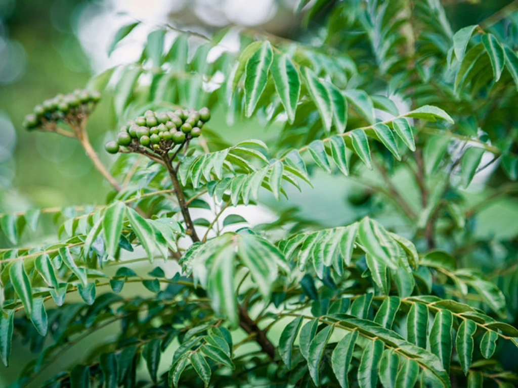 Curry leaves and fruits