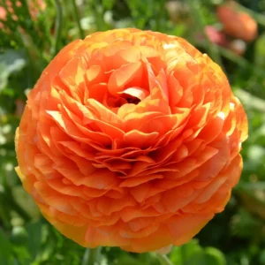 Tecolote Ranunculus Sunset Bulbs for Planting - 25 Bulbs Per Pack