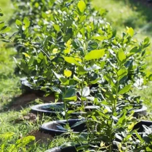 Blueberry Bush Live Plant Jersey Variety 4 Inch Potted Fruit Seedling