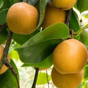 Hosui Asian Pear Tree - Bare Root Pear Tree 4 to 5 Feet Fruit Bearing