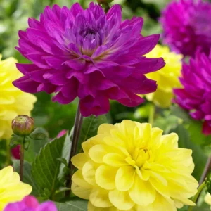Plum Sunny Giants Dinnerplate Dahlia Mix - 3 Bulbs Per Pack