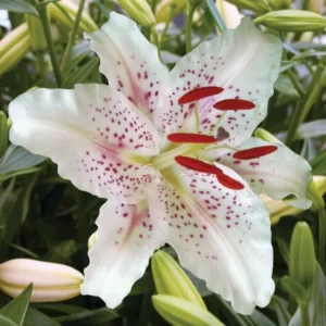 Muscadet Oriental Lilies Jumbo Pack - 10 Bulbs Per Pack - Container Friendly