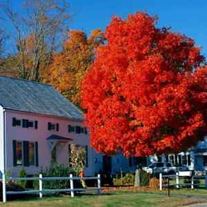 Red Sunset Maple Tree Bare Root 3-4 Feet - Acer Rubrum - Fall Color