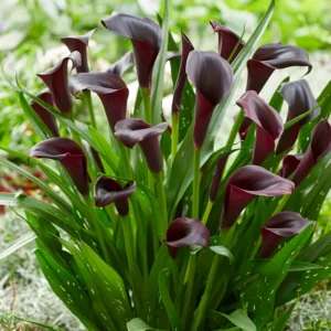 Night's Sky Collection - 19 Bulbs Per Pack - Easy to Grow Live Plants