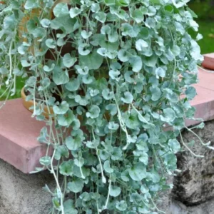 Dichondra Silver Nickel Vine Plants - 4 Inch Pot Trailing Groundcover