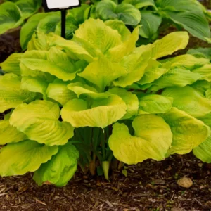 Sun Power Hosta Bulbs - 1 Bulb Pack - Easy to Grow Shade Plant