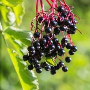 Nova Elderberry Plant Live - 8-12 Inch Bare Root - Sweet Black American Elderberry Fruits Tree
