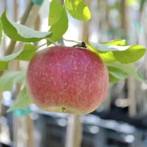 Jonathan Apple Tree Live Plant - 2-3 Inch Red Apple Fruit Tree - Grow Indoors/Outdoors