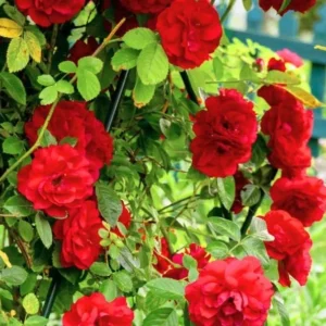 Don Juan Climbing Rose Bush - Live Outdoor Plant 4-10 Inch Tall