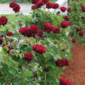 Don Juan Climbing Rose Bush - Live Outdoor Plant 4-10 Inch Tall