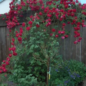 Don Juan Climbing Rose Bush - Live Outdoor Plant 4-10 Inch Tall