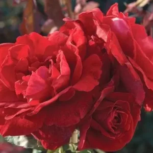 Don Juan Climbing Rose Bush - Live Outdoor Plant 4-10 Inch Tall