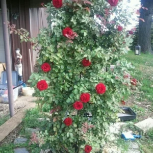 Don Juan Climbing Rose Bush - Live Outdoor Plant 4-10 Inch Tall