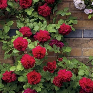 Don Juan Climbing Rose Bush - Live Outdoor Plant 4-10 Inch Tall