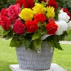 Double Begonia Collection Flower Bulbs - 12 Bulbs Per Pack - Summer Flowering Bulbs - Easy to Grow