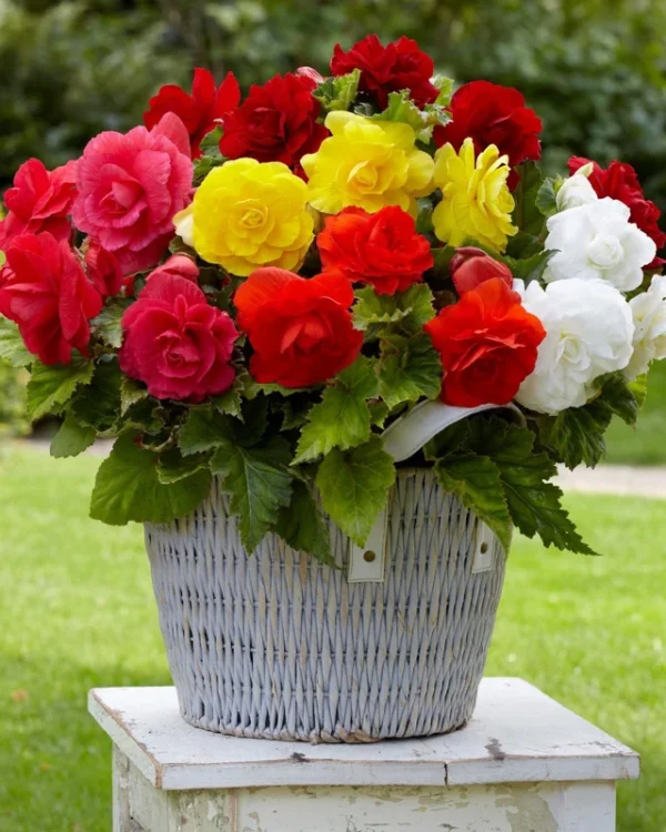 Double Begonia Collection Flower Bulbs - 12 Bulbs Per Pack - Summer Flowering Bulbs - Easy to Grow
