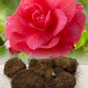 Double Begonia Collection Flower Bulbs - 12 Bulbs Per Pack - Summer Flowering Bulbs - Easy to Grow