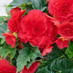 Double Begonia Collection Flower Bulbs - 12 Bulbs Per Pack - Summer Flowering Bulbs - Easy to Grow