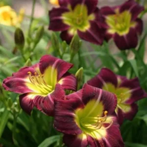 Night Beacon Reblooming Daylily - 1 Bulbs Per Pack - Perennializing Daylilies - Easy to Grow Live Plants
