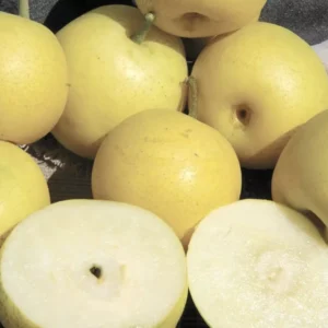 Dwarf 20th Century Asian Pear Tree Bare Root Fruit 4-5 FT