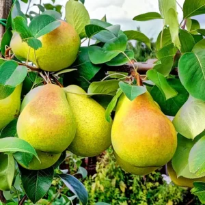 Dwarf Bartlett Pear Tree Bare Root - 4 to 5 Feet Tall Fruit Tree
