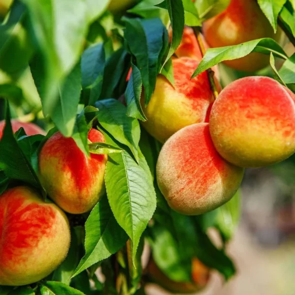 Dwarf Carolina Belle Peach Tree - 1.5 to 3 ft Peach Tree Sapling