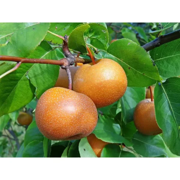 Dwarf Chojuro Asian Pear Tree - Pear Tree 1.5 to 3 Feet