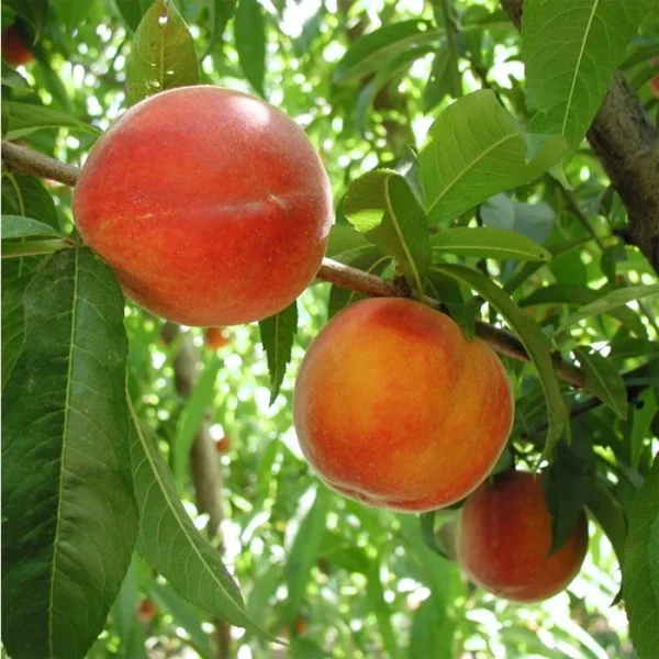 Dwarf Cresthaven Peach Tree Bare Root 3-4 Ft Fruit Tree