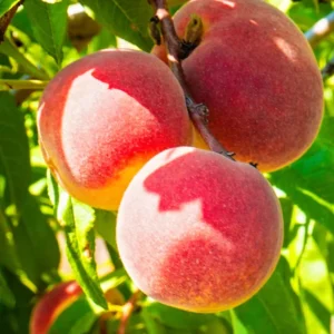 Dwarf Cresthaven Peach Tree Bare Root 3-4 Ft Fruit Tree