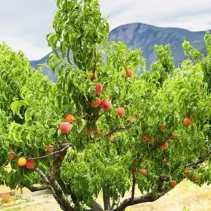 Dwarf Cresthaven Peach Tree Bare Root 3-4 Ft Fruit Tree