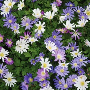 Mixed Anemone Blanda Flower Bulbs - 25 Bulbs per Pack - Vibrant Colors - Easy to Grow