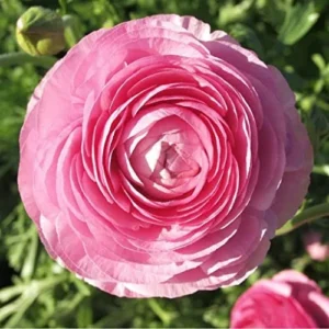Tecolote Ranunculus Pink Bulbs for Planting - 25 Bulbs Per Pack